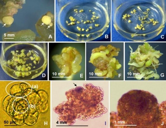 Hình 3 15 Tạo phôi từ mô sẹo có KNSP bằng phương pháp nuôi lỏng lắc hình 4