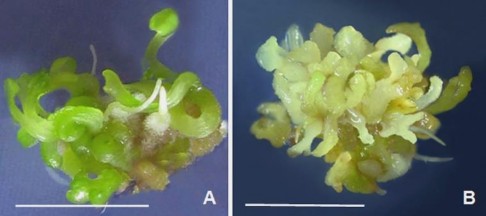 Hình 3 16 So sánh kết quả tái sinh phôi ở môi trường SH đặc và lỏng 30 NSC 5