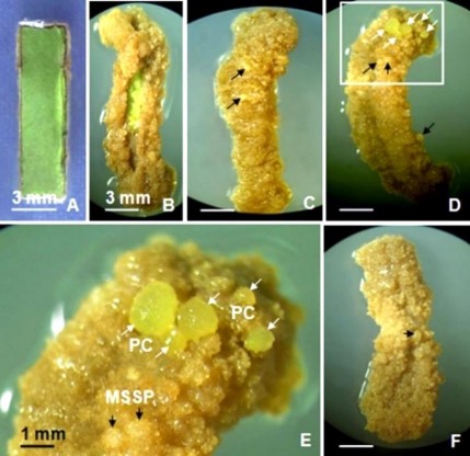 Hình 3 17 Mô sẹo hình thành từ mảnh lá 3 x 10 mm ở môi trường SH có 2 4 D 20 6