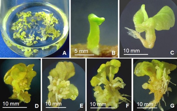 Hình 3 21 Ảnh hưởng của NAA và BA đến sự tạo phôi thứ cấp trong môi 4