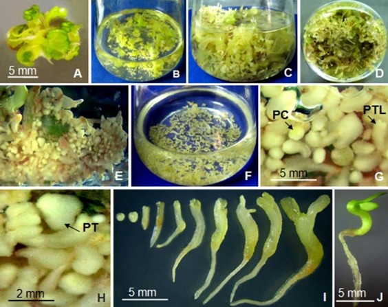 Hình 3 23 Nhân phôi qua nuôi cấy lỏng lắc trong môi trường SH 30 – 60 NSC A 1