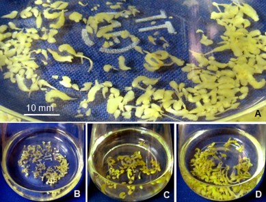Hình 3 24 Sự đa dạng của kích thước phôi từ quá trình nuôi lỏng lắc trong 2