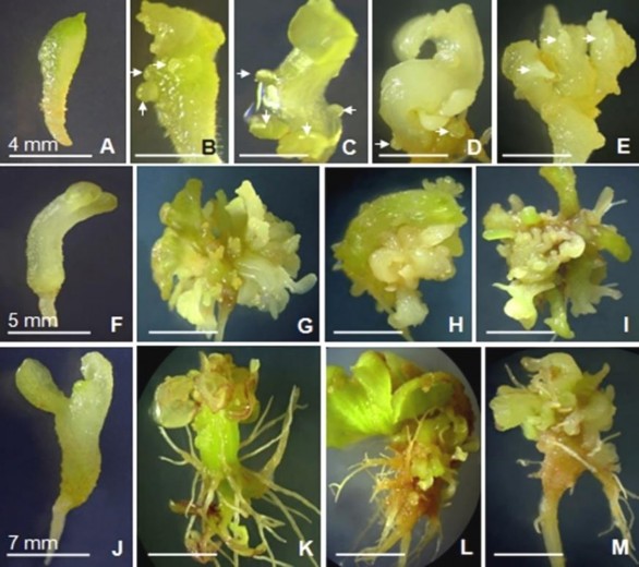 Hình 3 25 Ảnh hưởng của kích thước phôi đến sự tạo phôi thứ cấp trong 3