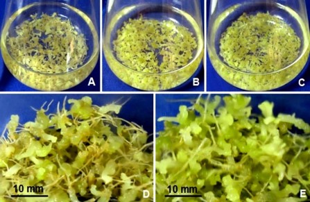 Hình 3 27 Ảnh hưởng của điều kiện chiếu sáng đến sự tăng trưởng sinh 5