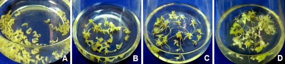 Hình 3 28 Ảnh hưởng của tỷ lệ nước dừa đến sự tạo phôi thứ cấp trong 6