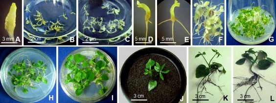 Hình 3 29 Tạo cây con từ phôi vô tính nuôi lỏng lắc trong môi trường MS ½MS A 1