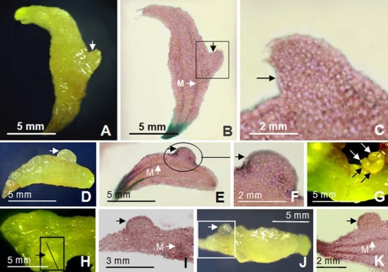 Hình 3 30 Hình thái giải phẫu của phôi sơ cấp và thứ cấp A B C Phôi thứ 2