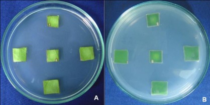 Hình 3 31 Đĩa cấy mảnh lá trên môi trường ½MS có 3 mg L NAA 30 NSC A Mặt trên 3