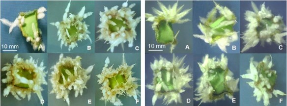 Hình 3 32 Tạo rễ trực tiếp từ mảnh lá 10 x 10 mm ở môi trường MS có NAA 4