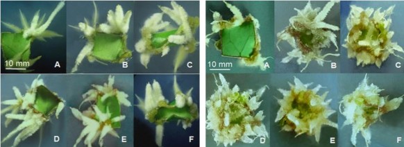 Hình 3 34 Tạo rễ trực tiếp từ mảnh lá 10 x 10 mm ở môi trường B5 có NAA 5