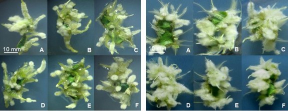 Hình 3 36 Tạo rễ trực tiếp từ mảnh lá 3 x 10 mm ở môi trường MS có NAA 30 1