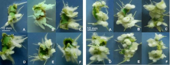 Hình 3 38 Tạo rễ trực tiếp từ mảnh lá 3 x 10 mm ở môi trường B5 có NAA 30 2