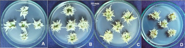 Hình 3 40 Ảnh hưởng của nồng độ đường đến sự tạo rễ từ mảnh lá 10 3