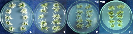 Hình 3 41 Ảnh hưởng của nồng độ đường đến sự tạo rễ trực tiếp từ 4
