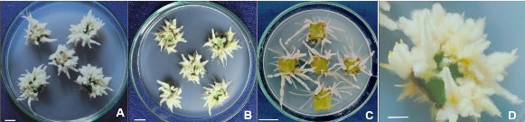 Hình 3 42 Ảnh hưởng của điều kiện chiếu sáng đến sự tạo rễ bất định 5