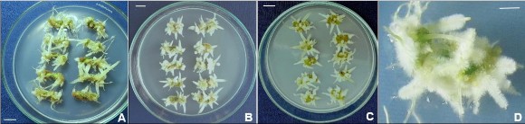 Hình 3 43 Ảnh hưởng của điều kiện chiếu sáng đến sự tạo rễ bất định 6