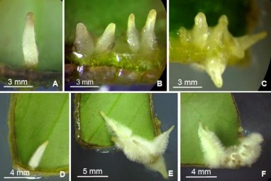 Hình 3 44 Minh họa cận cảnh sự tái sinh trực tiếp rễ bất định từ mảnh lá 1