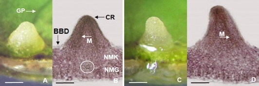 Hình 3 45 Hình thái giải phẫu sơ khởi rễ bất định hình thành trực tiếp từ 2