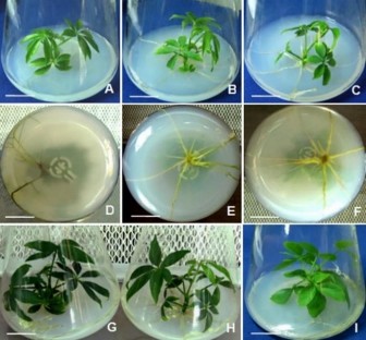 Hình 3 46 Tạo rễ bất định từ chồi có nguồn gốc từ đốt thân 60 NSC 3