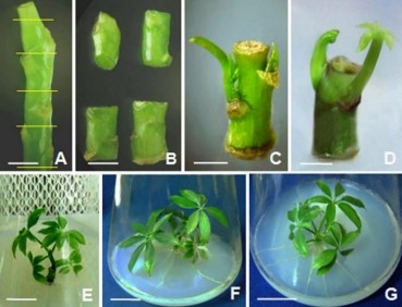 Hình 3 47 Tạo rễ bất định từ chồi đốt thân cây in vitro ở môi trường 4