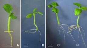 Hình 3 48 Tạo rễ bất định từ chồi có nguồn gốc phôi vô tính ở môi 5
