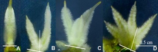 Hình 3 49 Vật liệu rễ bất định sơ cấp ở 20 NSC A Rễ đơn B Cụm 2 rễ C 1