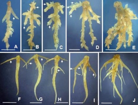 Hình 3 50 Ảnh hưởng của NAA IBA đến hình thành rễ nhánh từ rễ đơn ở môi 2