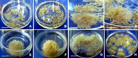 Hình 3 51 Rễ tăng trưởng sinh khối liên tục qua quá trình phân nhánh của rễ 3