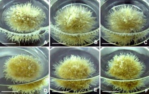 Hình 3 52 Ảnh hưởng của nồng độ đường đến tăng trưởng sinh khối rễ 4