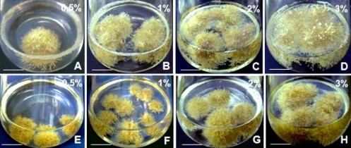 Hình 3 53 Ảnh hưởng của khối lượng rễ nuôi cấy đến tăng trưởng sinh 5
