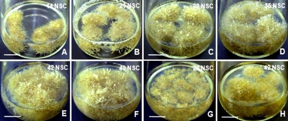Hình 3 54 Tăng trưởng sinh khối rễ bất định theo thời gian A B Sinh khối rễ 1