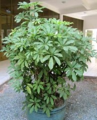 Hình 2 1 Cây Ngũ gia bì chân chim Schefflera octophylla 2 1 2 Tạo vật liệu nuôi 1