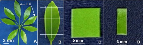 Hình 2 2 Lá kép Ngũ gia bì chân chim và vật liệu nuôi cấy A Lá kép LC Lá 2