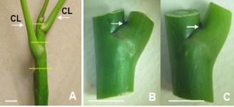 Hình 2 3 Vật liệu đốt thân dùng nuôi cấy tạo chồi A Nhánh cây vạch ngang 1