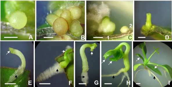 Hình 3 1 Các dạng phát triển của phôi vô tính hình thành trực tiếp từ mô lá 2