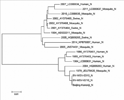 Figure 2 Phylogenetic tree based on E gene nucleotide sequence of the WSV strain BV WSV 0310 1