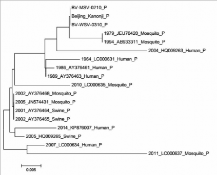 Figure 3 Phylogenetic tree based on E gene protein sequence of the WSV strain BV WSV 0310 MSV 2
