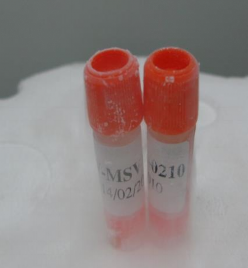 Chủng virút Beijing 1 BV MSV 0210 Chủng virút Beijing 1 BV WSV 0310 1 2 Môi trường lỏng 3