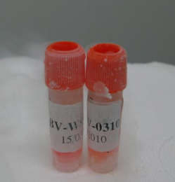 Chủng virút Beijing 1 BV MSV 0210 Chủng virút Beijing 1 BV WSV 0310 1 2 Môi trường lỏng 4