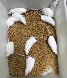 Chuột sau tiêm não 21 ngày Chuột sau tiêm phúc mạc 21 ngày Chuột chứng không 1