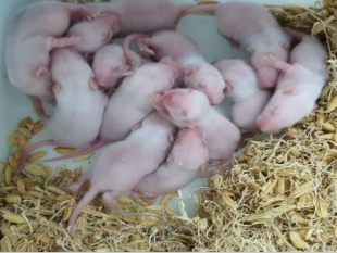 Chuột chứng sau theo dõi 14 ngày Hình ảnh chai tế bào trước gây nhiễm trên 3 10