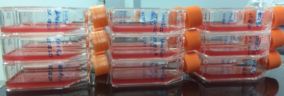 Hình ảnh chai tế bào trước gây nhiễm trên 3 dòng thế bào Hình ảnh chai tế 11