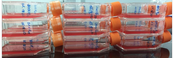 Hình ảnh chai tế bào sau gây nhiễm 3ml chaihỗn dịch trung hòa vi rút thử thách 12