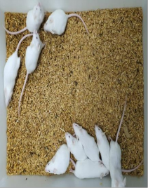 Chuột sau tiêm não 21 ngày Chuột sau tiêm phúc mạc 21 ngày Chuột chứng không 2