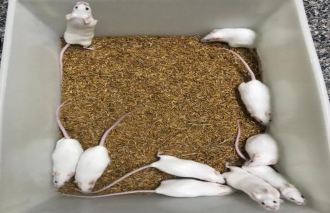 Chuột chứng không tiêm Tiêm phúc mạc chuột ổ 1 3 ngày tuổi Tiêm não chuột 3