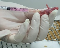 Tiêm phúc mạc chuột ổ 1 3 ngày tuổi Tiêm não chuột ổ 1 3 ngày tuổi Chuột ổ 4