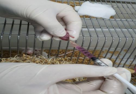 Tiêm phúc mạc chuột ổ 1 3 ngày tuổi Tiêm não chuột ổ 1 3 ngày tuổi Chuột ổ 5