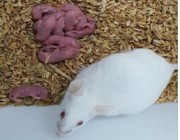 Tiêm phúc mạc chuột ổ 1 3 ngày tuổi Tiêm não chuột ổ 1 3 ngày tuổi Chuột ổ 6