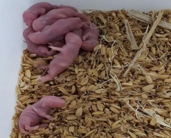 Tiêm phúc mạc chuột ổ 1 3 ngày tuổi Tiêm não chuột ổ 1 3 ngày tuổi Chuột ổ 7