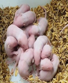 Chuột ổ sau tiêm phúc mạc 14 ngày Chuột ổ sau tiêm não 14 ngày Chuột chứng sau 8